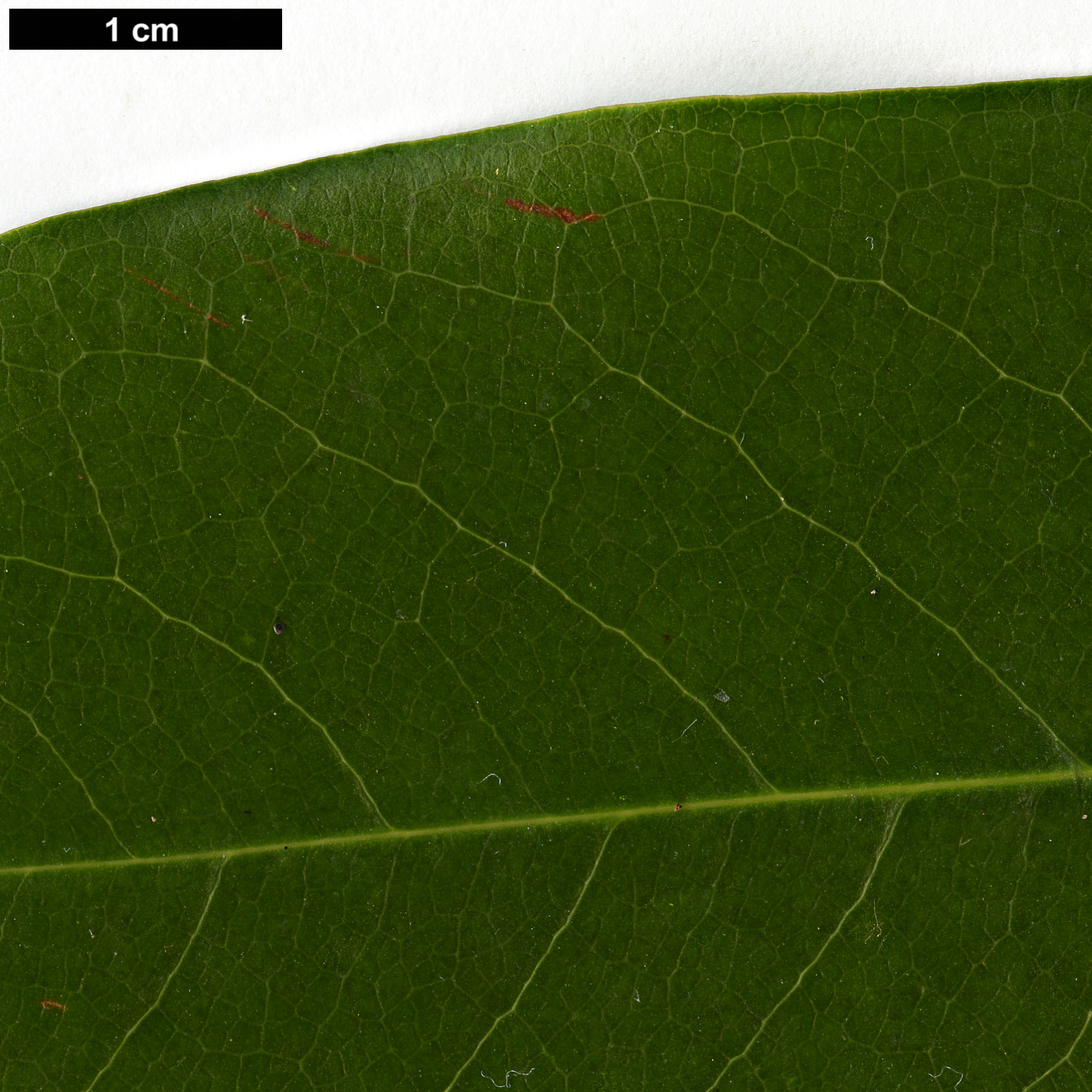 High resolution image: Family: Magnoliaceae - Genus: Magnolia - Taxon: cavaleriei - SpeciesSub: var. platypetala